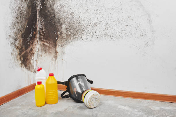 Trusted Round Lake Heights, IL Mold Removal Experts