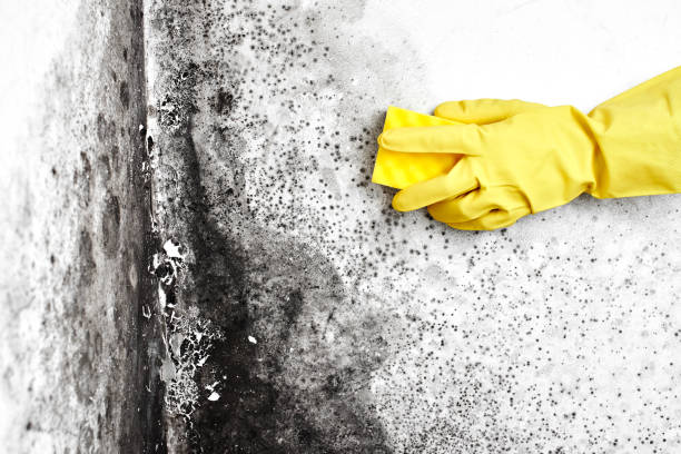 Best Toxic Mold Removal  in Round Lake Heights, IL