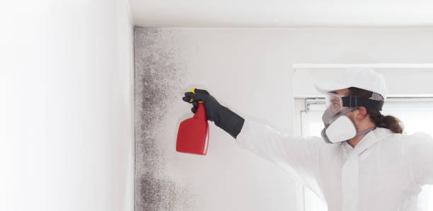 Best Same-Day Mold Removal  in Round Lake Heights, IL