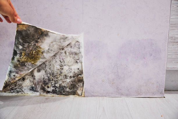 Best Affordable Mold Removal  in Round Lake Heights, IL